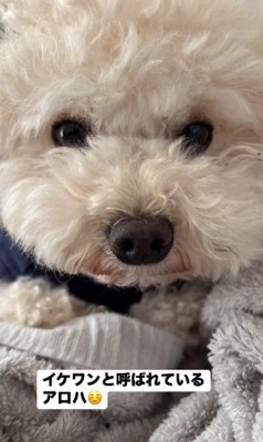 イケワンのアロハちゃんは…