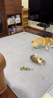 カーペットの上に転がる子犬