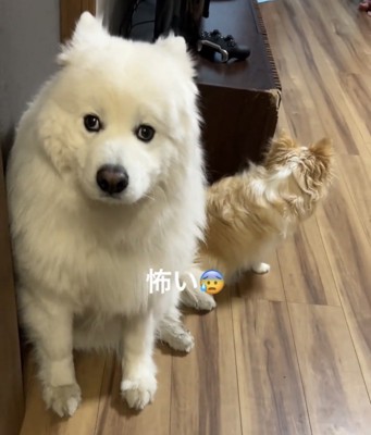 不安そうに座る犬