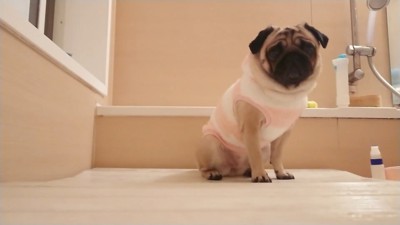 いじけ気味のぷぅちゃん