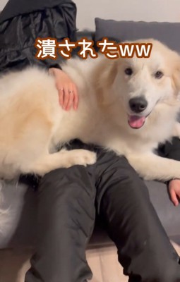 潰されたママ