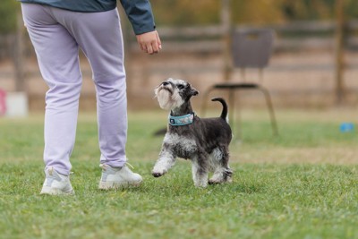 トレーニング中のシュナウザー
