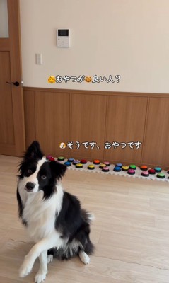 サンゴくんの言葉の理解度を検証4