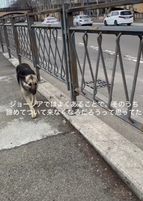 後をついてくるわんこの姿が…