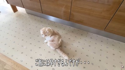 「ご飯食べるの？」「にゃ～♪」