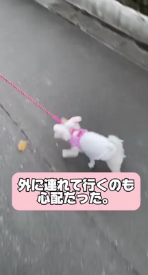お散歩に行くのも不安…