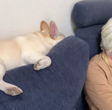 ソファのクッションの間に沈んでいくフレンチブルドッグ