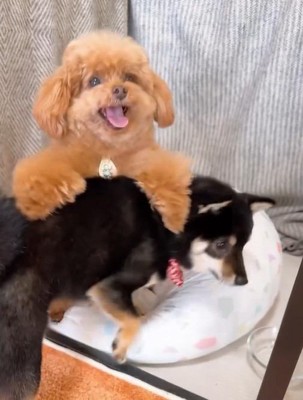 もっちゃん&ふーちゃんのハウス9