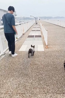 散歩するぶん太くん