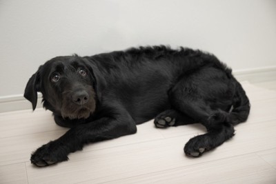 驚いた様子の犬