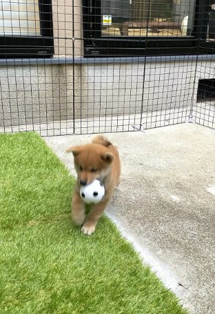 ボールをくわえて走る柴犬パピー