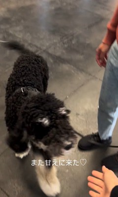 フランくんとママさんの再会9