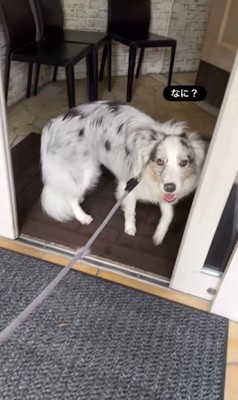 お店に案内してくれるルークくん3