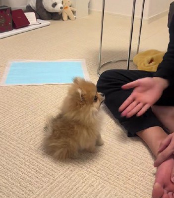 「オテ」と言ってみると…