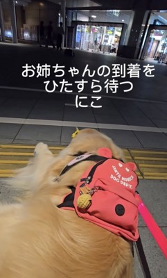 道に寝ながら待つ犬