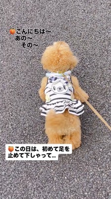 老人の方を見て鳴く犬