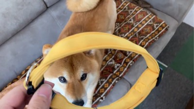 首輪を見る犬