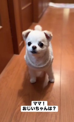 「ママ、おじいちゃんどこ?」