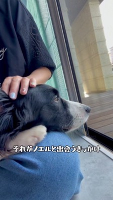 女性の膝にあごを乗せ、女性に頭を撫でてもらう犬