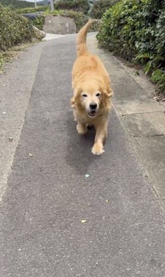 尻尾ブンブンッ