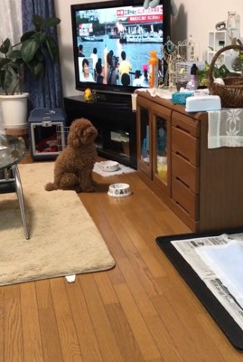 ケージを見上げる犬