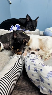 隣り合ったベッドに横になる黒い犬と白い犬