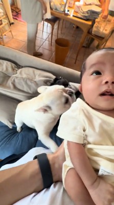 飼い主に抱っこされて天井を見つめる赤ちゃん