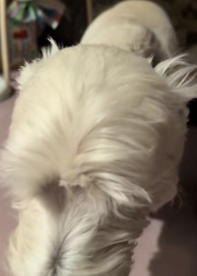 「けど甘えたい…」