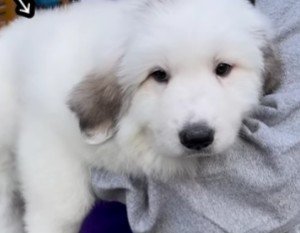 グレートピレニーズのドレミちゃん