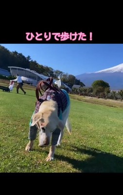 原っぱをあるくニコラちゃん