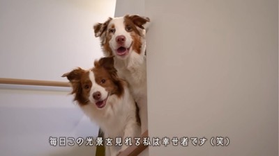 顔を出す2匹の犬