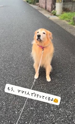 置いて行かれても平気な大型犬