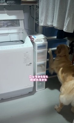 棚を触って確かめる犬