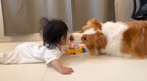 赤ちゃんを遊びに誘うまめ君4