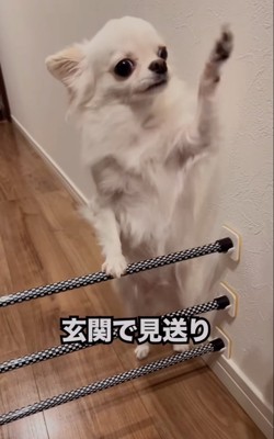 前足をあげてお見送り