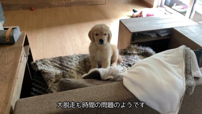 ちゃっかり脱走して得意げなお顔♪