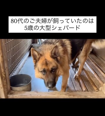 屋内のシェパード