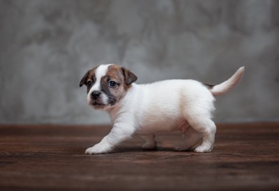 しっぽをふる子犬