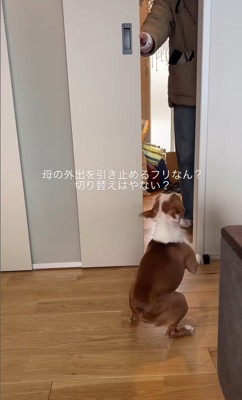 お母さん外出時のジノくん3