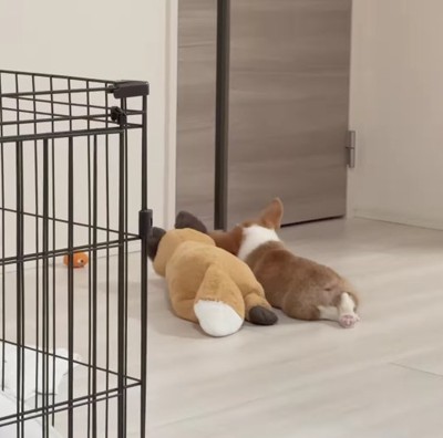 離れたところに並んでいるぬいぐるみと子犬の後ろ姿