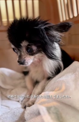 保護されたばかりの子犬