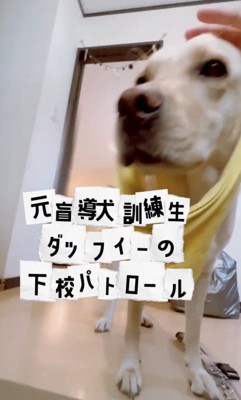 現在は家庭犬に