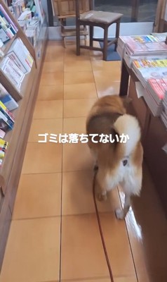 ゴミが落ちていないかチェックするクムちゃん