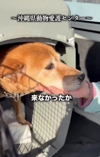 飼い主は現れなかった