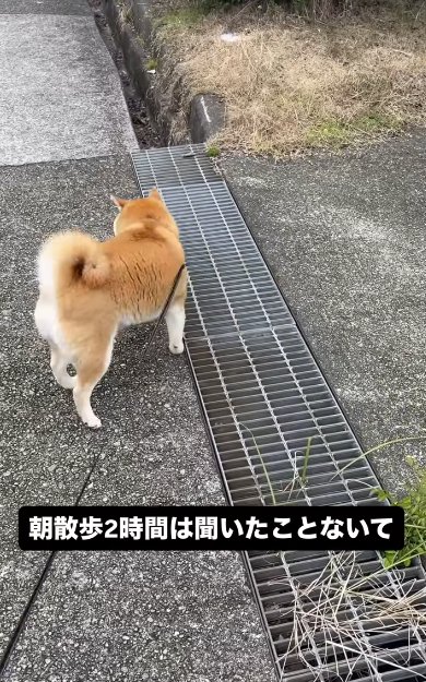 散歩中に立ち止まる柴犬