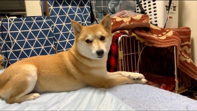 ベッドの端から飼い主を見つめる犬