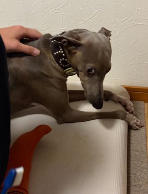 顔を上げるプットくん