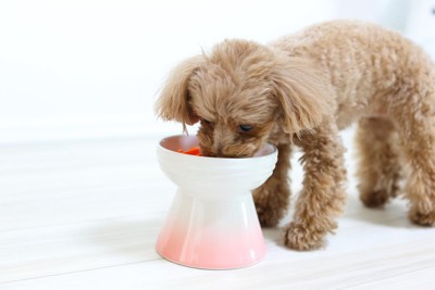 ご飯を食べている犬