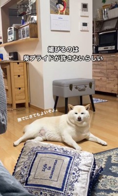 ごん太くんのナデナデ要求5