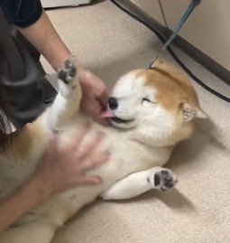 ふたりの獣医に撫でられて幸せそうな表情をする犬